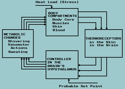 Heat Stress Temperature Chart