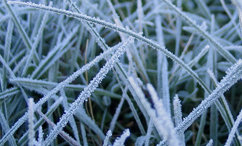 frost on grass