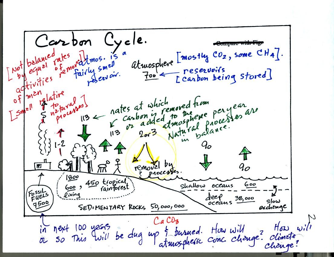 the carbon cycle