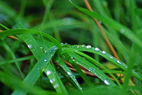 dew on grass