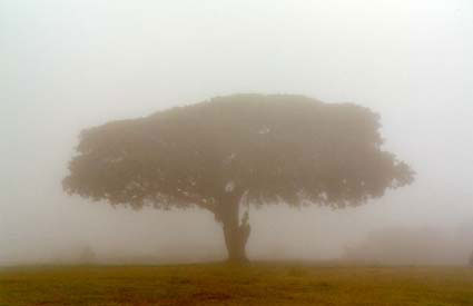types of tucson fog